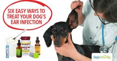 Does your dog have itchy, gunky, smelly or even painful ears that just don’t seem to get better?