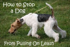Does your dog pull or lunge on the leash? Learn how to teach him to walk calmly and safely.