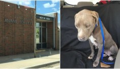 Dog abandoned outside shelter that's been closed for a year! For the love of animals. Pass it on.
