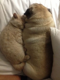 dog and cat friends snuggle for a nap