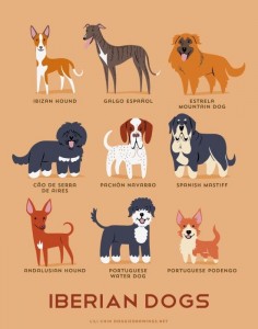 Dog Breeds, Grouped By Their Place of Origin  #dogs #pets