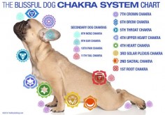 Dog Chakras? Yes, Dogs Have Chakras or Energy Centers Too!The ...