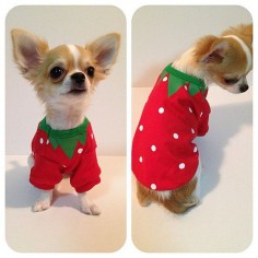 Dog Clothing ,Sweater and Goods for Small Dog