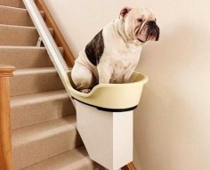 Dog Elevator For Your Home!! A good idea if you have an older dog or a very small dog that has trouble making it up the stairs.
