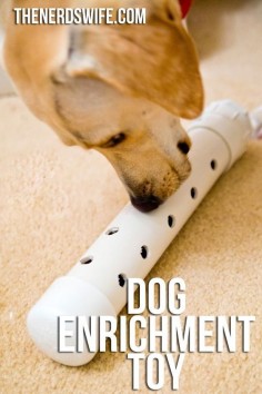 Dog Enrichment Toy -- a fun way to keep pet's healthy and happy! #PetsLoveBeyond [AD]