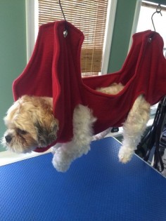 dog grooming hammock - can diy a version for mobility support
