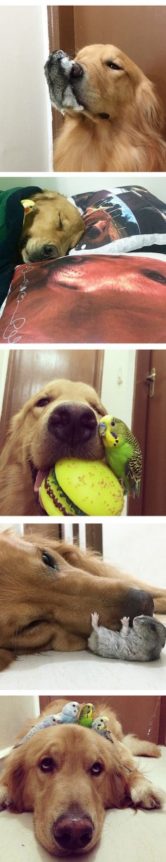 Dog, Hamster And Birds Are Best Friends