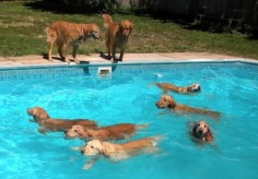 Dog pool party