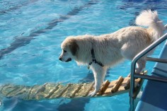 dog. pool. water. baby steps. scared. leap of faith.