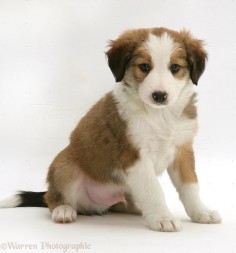 Dog: Sable Border Collie pup, 8 weeks old, sitting photo - WP11061