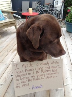 dog shaming | 100 Best Dog Shaming Moments photo Eavie Porter's photos - Buzznet