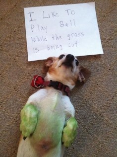 dog shaming at it's finest :)