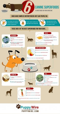Dog Superfoods Infographic - 6 Top Superfoods for your dog #infographic