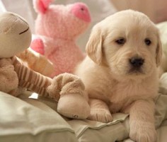 Dog Training: Five New Puppy Tips