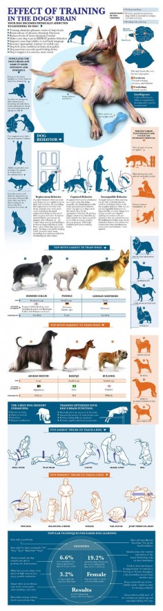 dog training infographic: