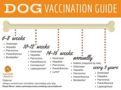 Dog Vaccination Guide & Everything You Need to Know About Vaccinating Your Dogs
