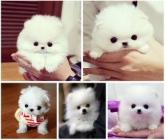 #dog #white #cute #puppy