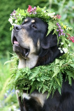 Dog with flower crown