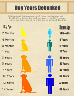 Dog Years Debunked | Purrfect pet health and beauty tips - Yeepet