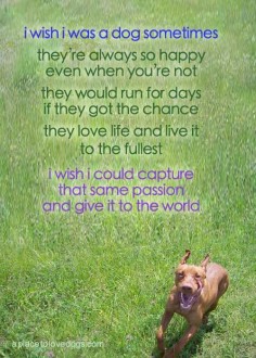 Doggy Newsletter - Inspired by Doggies - From A Place To Love Dogs