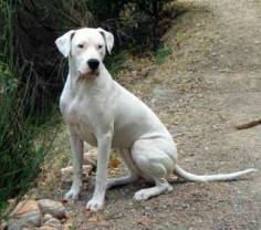 Dogo Argentino, Natural Ears
