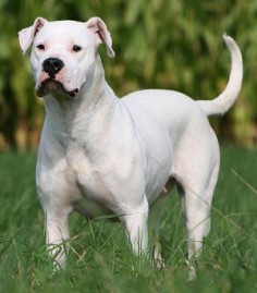 Dogo Argentino Temperament: Affectionate, Friendly, Loyal, Protective, Cheerful, Tolerant.