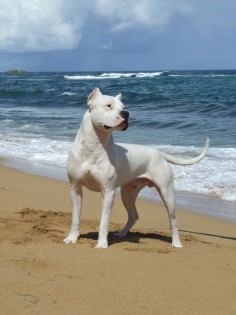 Dogo Valley-Dogo Argentino breeder-Éleveur dogue argentin- Quebec-Canada - Our Photos