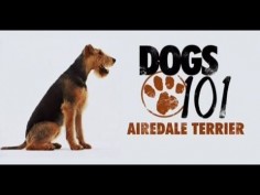 DOGS 101 - Airedale Terrier [ENG]