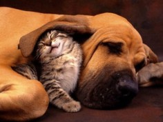dogs and cats do get along sometimes!