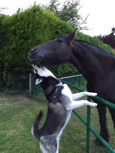 Dogs and horses often become friends, like this black mare and a husky mix. Which should not surprise us, since these animals are both in a very intelligent species. #DdO:) - GORGEOUS HORSES AND MORE -  - a FUN photo of friendship pinned via Sara Parker's EQUINE #Pinterest board.