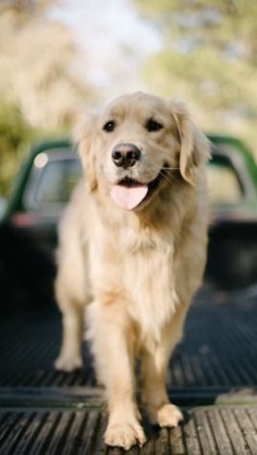 Dogs are not our whole life, but they make our lives whole. Golden Retriever.