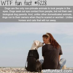 Dogs facts - WTF fun facts