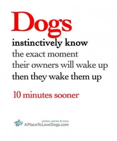 dogs instinctively know-Zoey does this all the time she paws at my face and gives a small bark - soooo annoying!