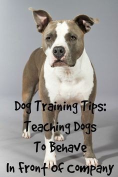 Dogs jumping on your friends or other inappropriate things? Check out these dog training tips to teach your pooch how to behave in front of company!