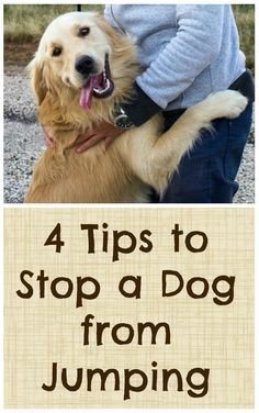 Dogs jumping up might not be the most endearing thing they do - great tips on how to curb their behavior! #dogownertips #dogtraining