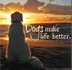 Dogs make life better