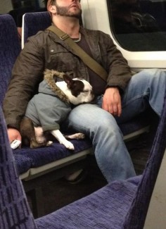 dogs on trains : Photo