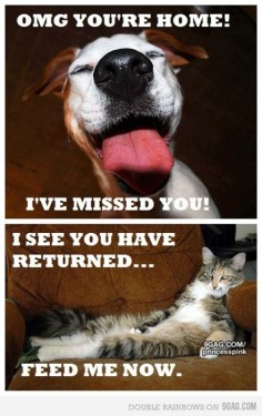 Dogs vs Cats!!!