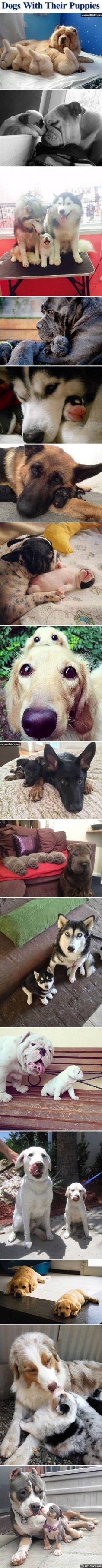Dogs With Their Puppies cute animals dogs adorable dog puppy animal pets funny animals funny pets funny dogs