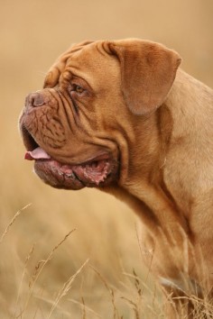 Dogue de Bordeaux I want one of these!!