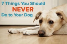 Don't Ever Do These Things to Your Dog