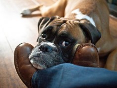 Don't forget I'm down here! Boxers love to rest their head on their person's feet :0)