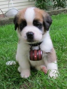 “Don’t Worry – I Will Rescue You !!” I always wanted a St Bernard, but it HAD to have the barrel around its neck, haha.