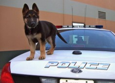 “Don’t worry! I’ll guard the car while the big dogs catch the bad guy.” | 18 Adorable Puppies On Their First Day Of Work