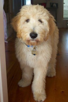 DoodleLane | Home-Raised Goldendoodle and Labradoodle Puppies