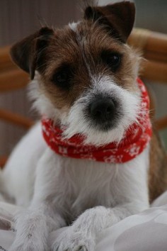 Dora the Parson Russell Terrier