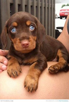 Doxie dogs with blue eyes | Dachshund | Dog Pictures & Videos - Funny, Cute, Wacky or training Dog ...