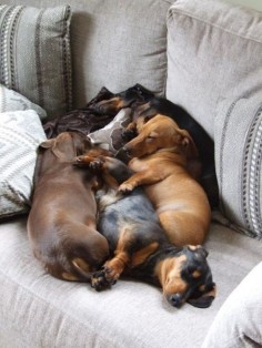 Doxie pile!!!!