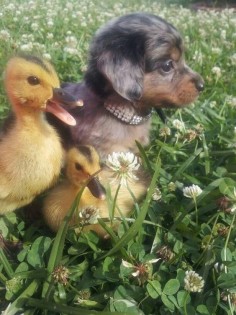Duckling, far left: "Don't worry, I know this clover field like the back of my webbed foot; you two just follow "