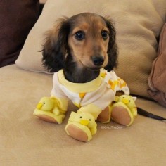 Duckshund ~ so cute, all ready for bed . ❤